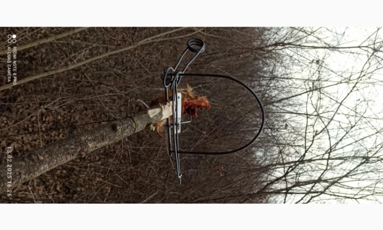 Капкан на куницю К2с у продажу - фото № 3