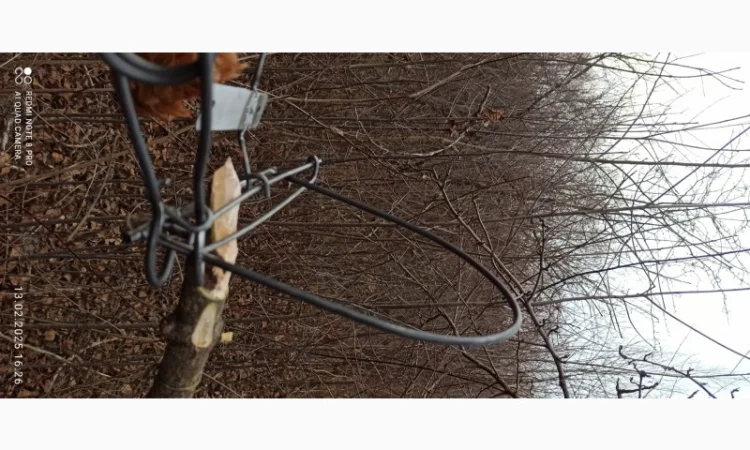 Капкан на куницю К2с у продажу - фото № 4