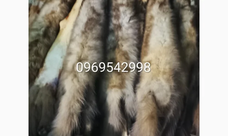 Купуємо шкури куниці - фото № 1