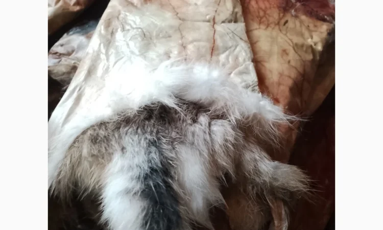 Купуємо шкури куниці - фото № 2