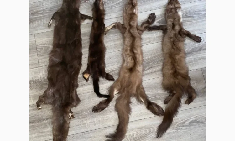 Купуємо шкури куниці - фото № 3