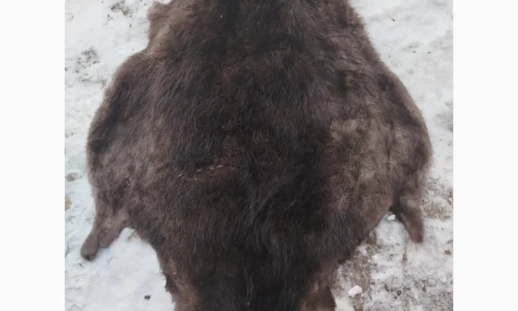 Купуємо шкури куниці - фото № 4