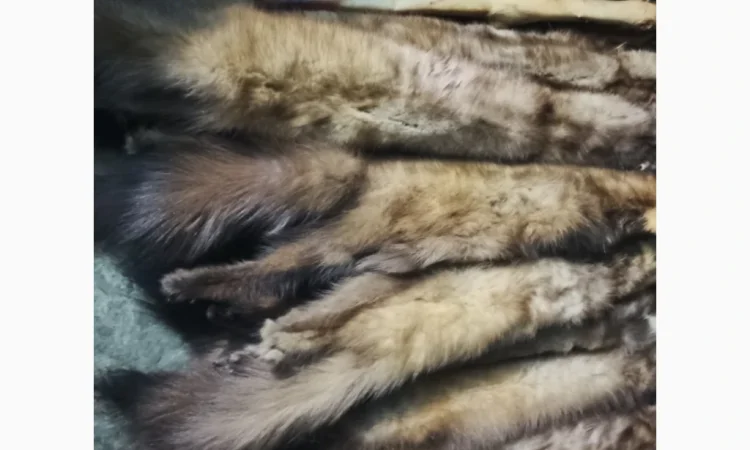 Куплю шкурки куниці дорого - фото № 1