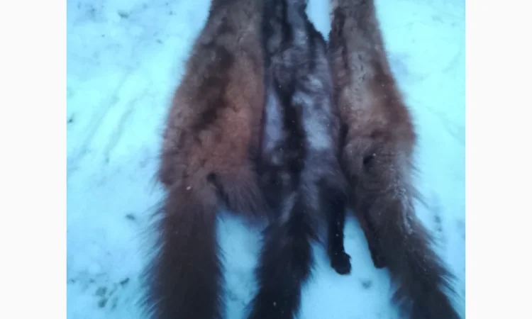 Куплю шкуры куницы - фото № 1