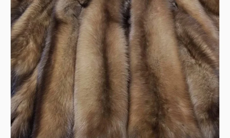 Куплю шкури куниці лісової та кам’яної - фото № 1