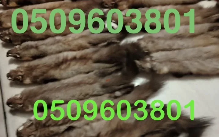 Купуємо шкури куниці з доставкою - фото № 1