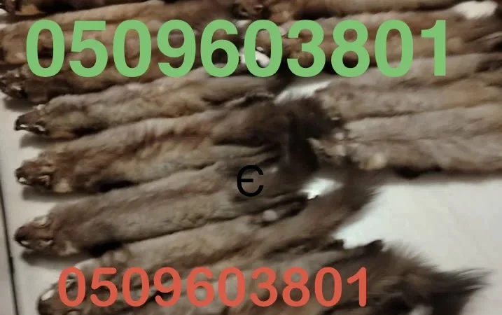 Купую куницю постійно. Надійно та вигідно - фото № 1