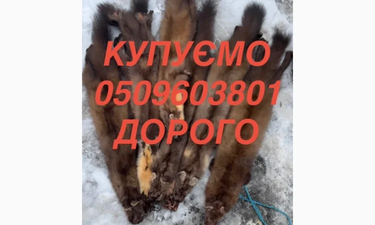 Куплю мех куницы и бобра, высокая цена, выезд по Черновцам - фото № 1