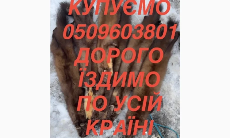 Купую шкури та хутра за вигідними цінами - фото № 1