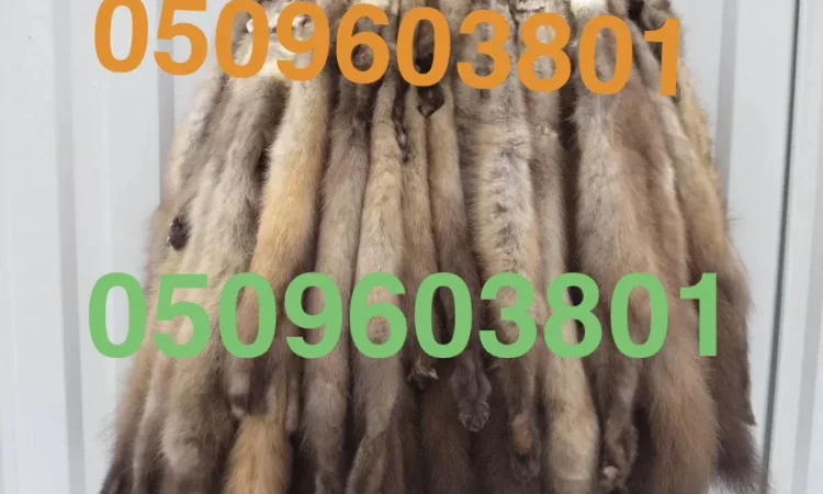 Куплю шкурки куницы по всей Украине - фото № 1