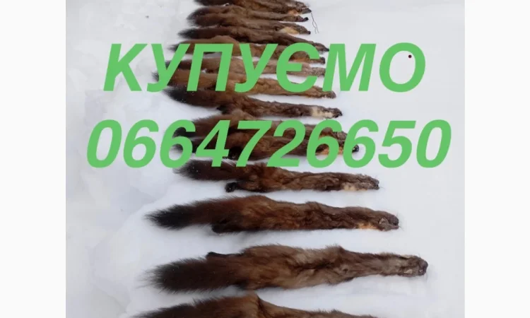 Покупаем шкуры куницы оптом - фото № 1