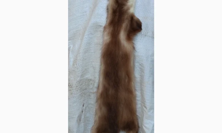 Продається хутро лисиці - фото № 1
