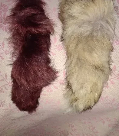 Продається хутро лисиці - фото № 10