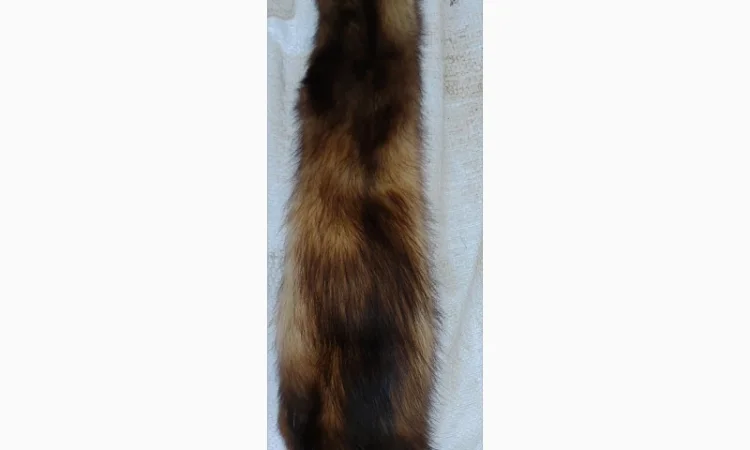 Продається хутро лисиці - фото № 4