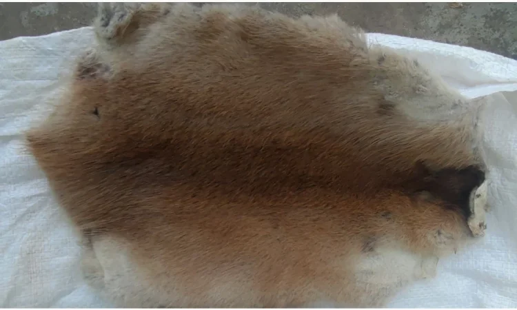 Продається хутро лисиці - фото № 16
