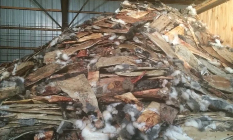 Куплю шкури кролика оптом - фото № 1