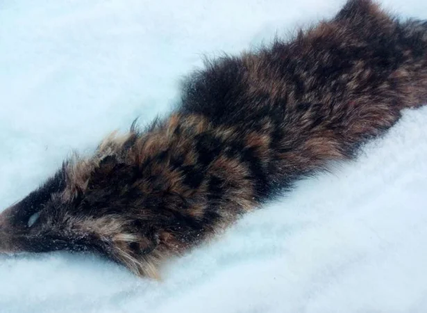 Куплю шкуры енота мокросол - фото № 1