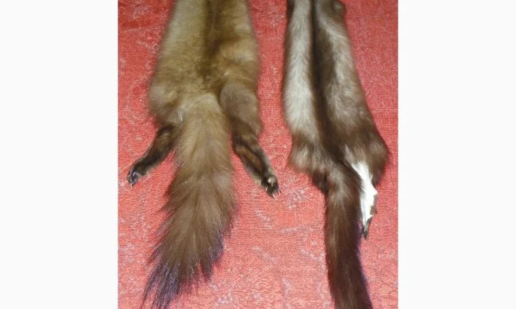 Натуральное хутро лесной и каменной куницы - фото № 1