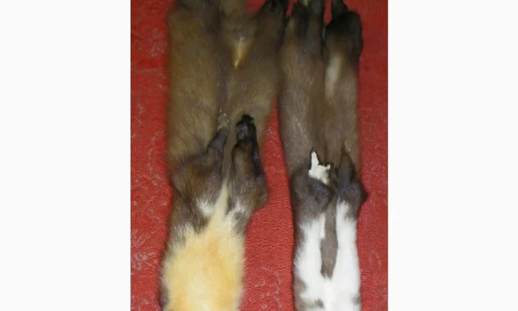 Натуральное хутро лесной и каменной куницы - фото № 2