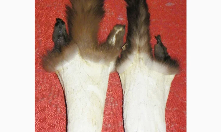 Натуральное хутро лесной и каменной куницы - фото № 3