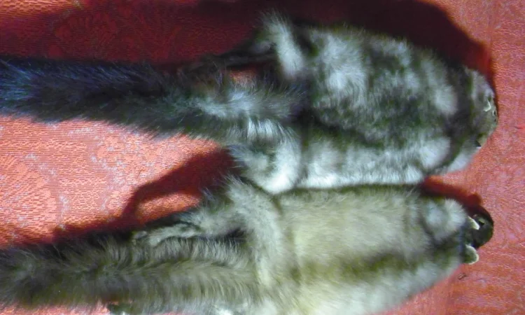 Натуральное хутро лесной и каменной куницы - фото № 4