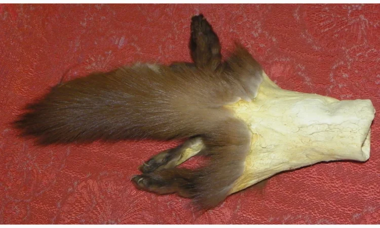 Натуральное хутро лесной и каменной куницы - фото № 6