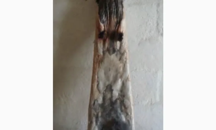 Куплю шкурки кролика оптом та в роздріб - фото № 1