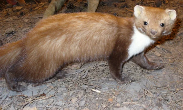 Куплю шкурки куницы и лисицы по высокой цене - фото № 1