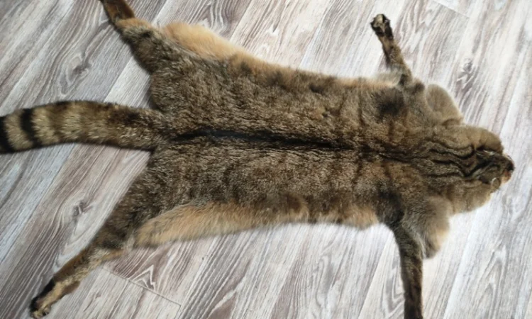 Пропонується шкура камишевого кота - фото № 1
