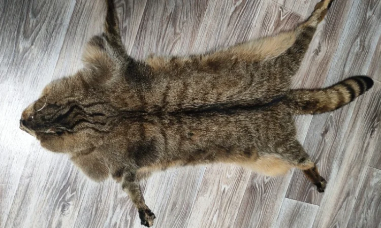 Пропонується шкура камишевого кота - фото № 2