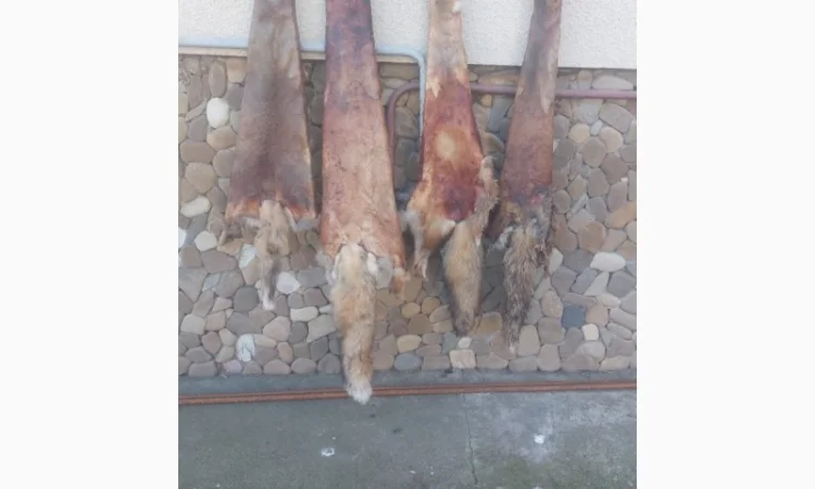 Продаются шкурки лисицы - фото № 1