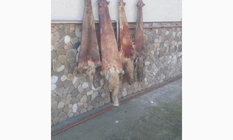 Продаются шкурки лисицы - фото № 2