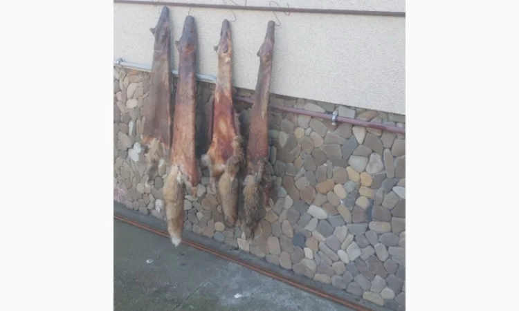 Продаются шкурки лисицы - фото № 3