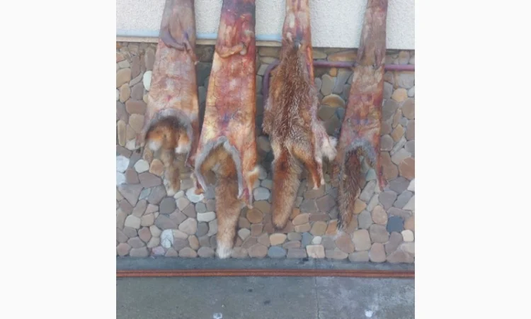 Продаются шкурки лисицы - фото № 4