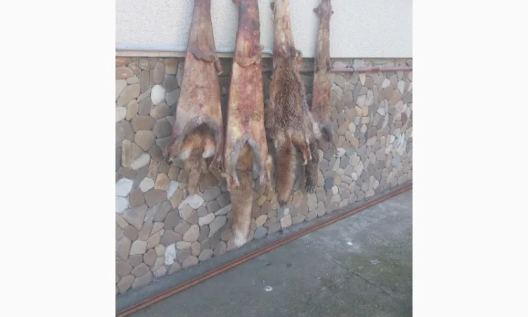 Продаются шкурки лисицы - фото № 5