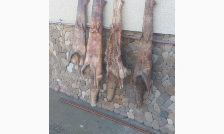 Продаются шкурки лисицы - фото № 6