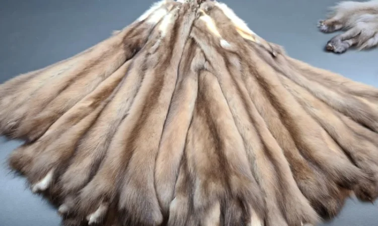 Куплю хутро куницы - фото № 1