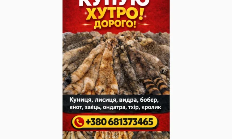 Куплю шкури куниці, видры и лисицы - фото № 1