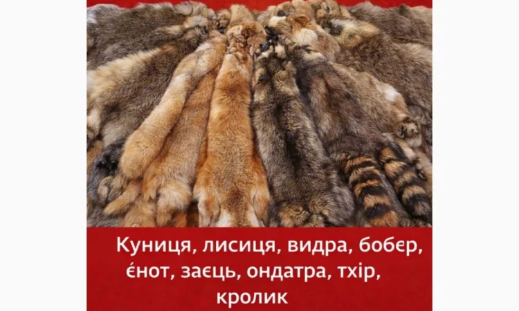 Купую шкури Куниці та інші - фото № 1