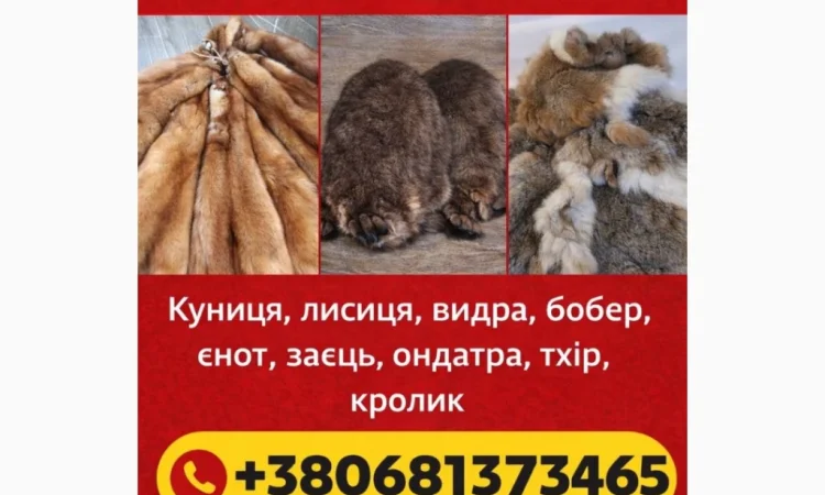 Куплю шкури куницы - фото № 1