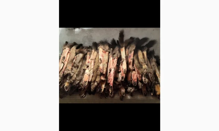 Куплю шкуры куницы и другие меха - фото № 1