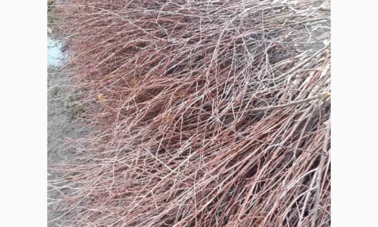 Куплю березовую ветку - фото № 2