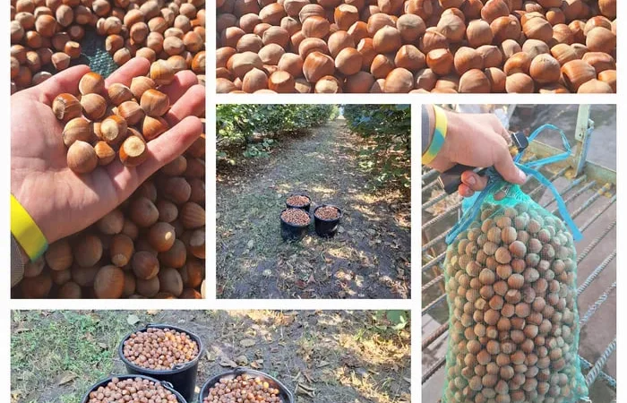 Продажа фундука Каталонский и Барселонский - фото № 1