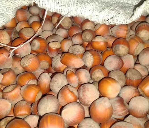 Продажа фундука и лесного ореха - фото № 1