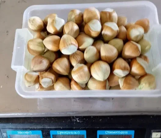 Фундук барселонський врожай 2024 року - фото № 1