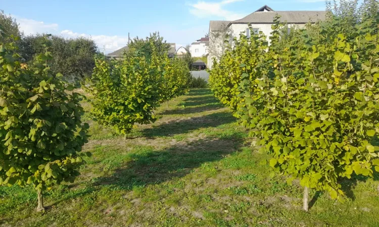 Продаж фундука - фото № 2