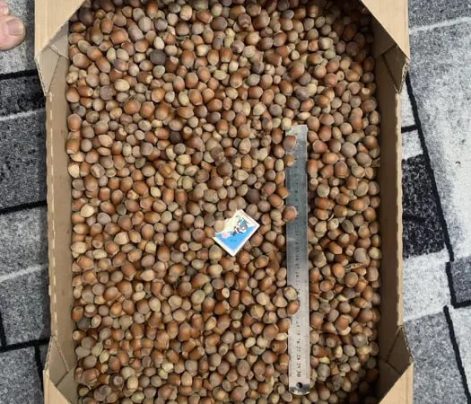 Фундук та ліщина урожаю 2025 року - фото № 1