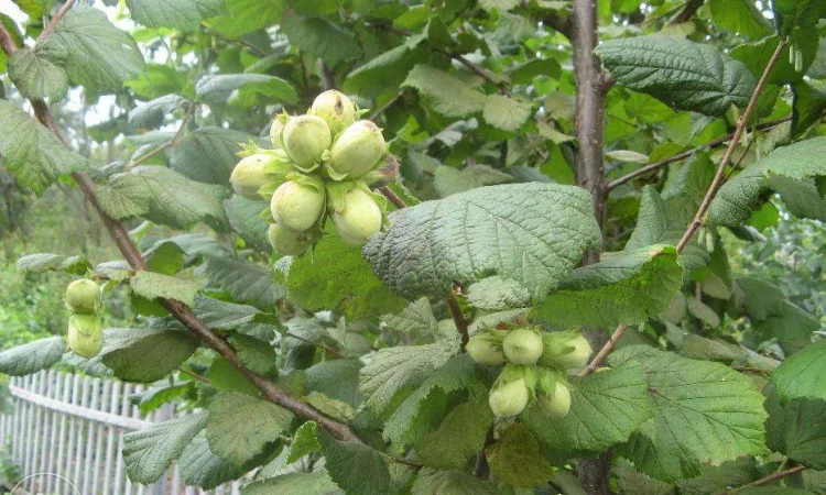 Саджанці Фундука (гурт) - фото № 1