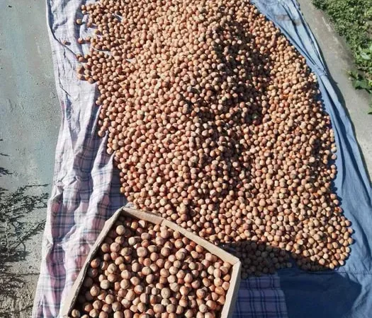 Горіхи фундук трапезунд - фото № 1