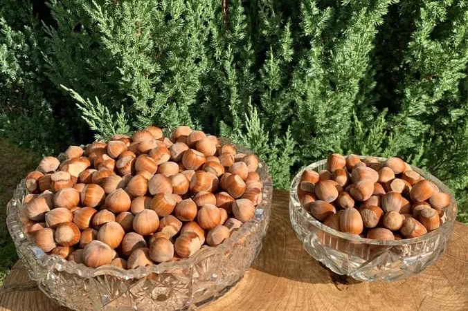 Фундук (горіхи) hazelnuts - фото № 1